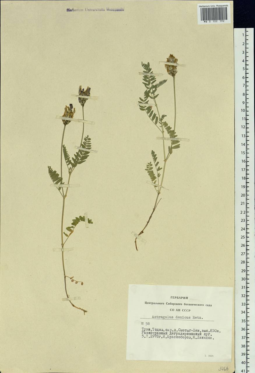 Astragalus danicus Retz., Siberia, Altai & Sayany Mountains (S2) (Russia)