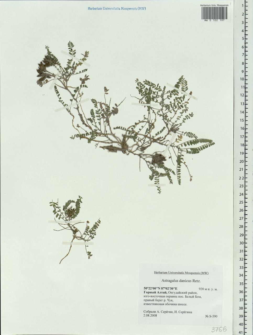 Astragalus danicus Retz., Siberia, Altai & Sayany Mountains (S2) (Russia)