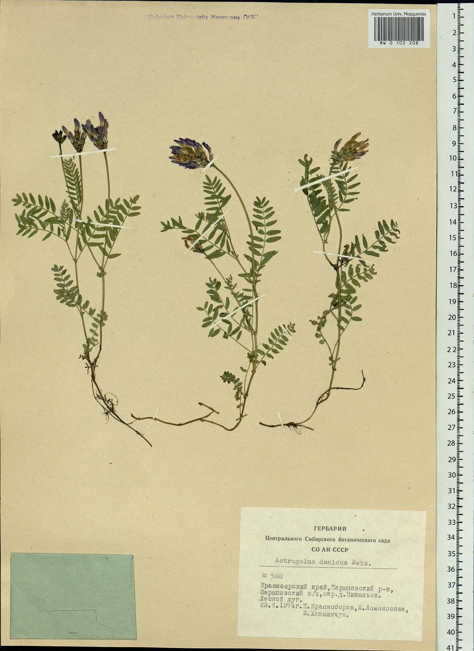 Astragalus danicus Retz., Siberia, Altai & Sayany Mountains (S2) (Russia)