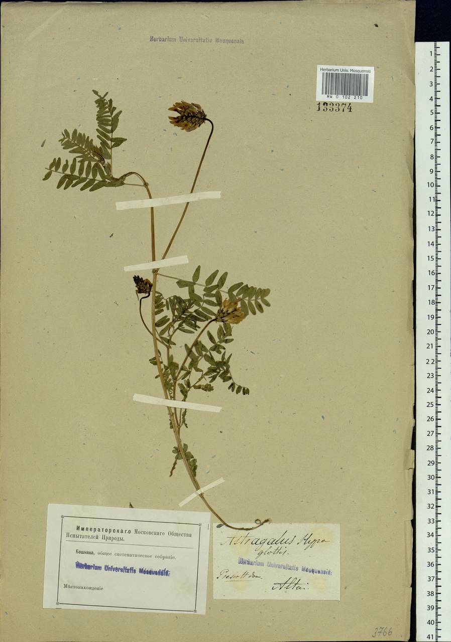 Astragalus danicus Retz., Siberia, Altai & Sayany Mountains (S2) (Russia)