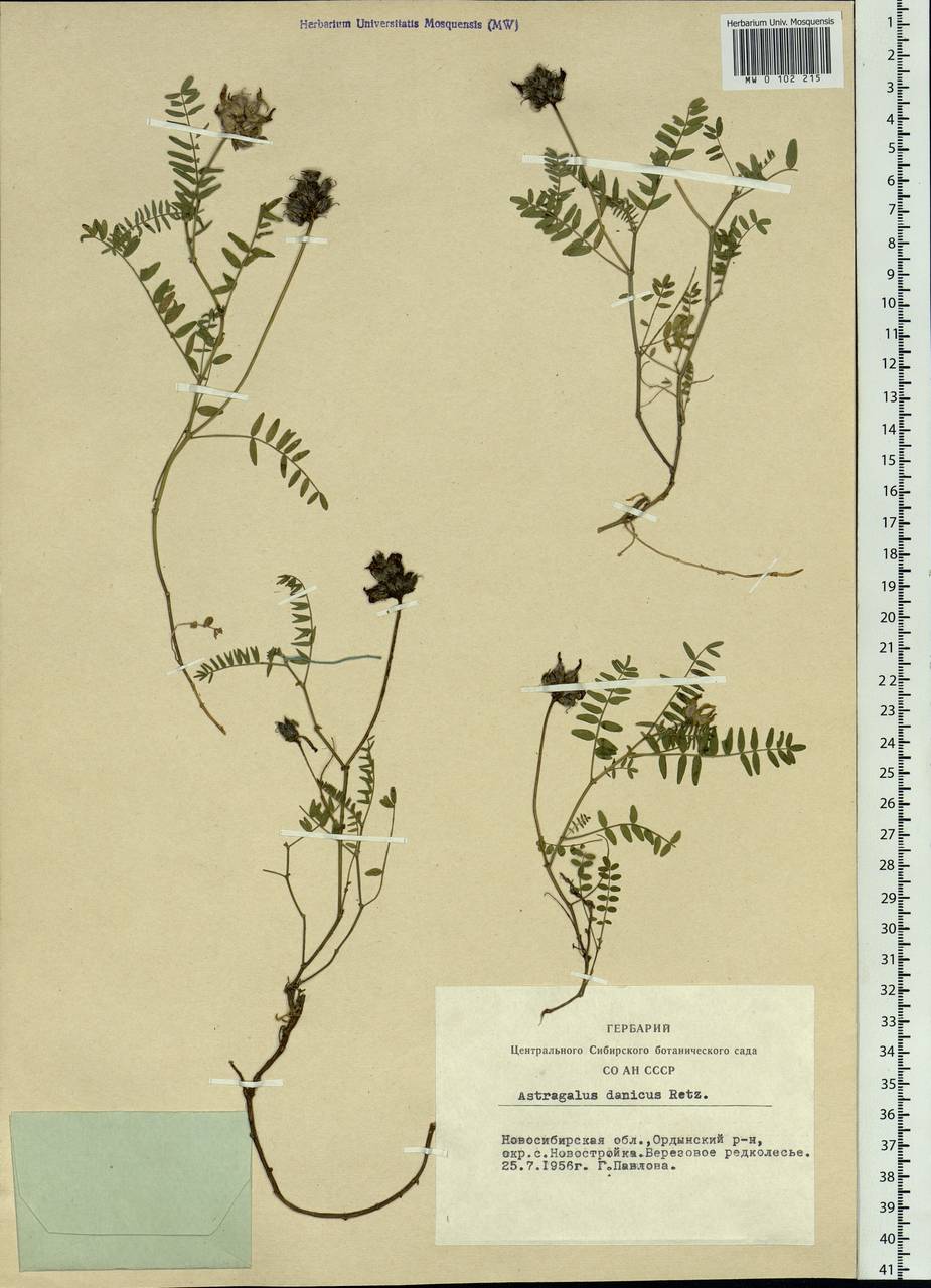 Astragalus danicus Retz., Siberia, Western Siberia (S1) (Russia)