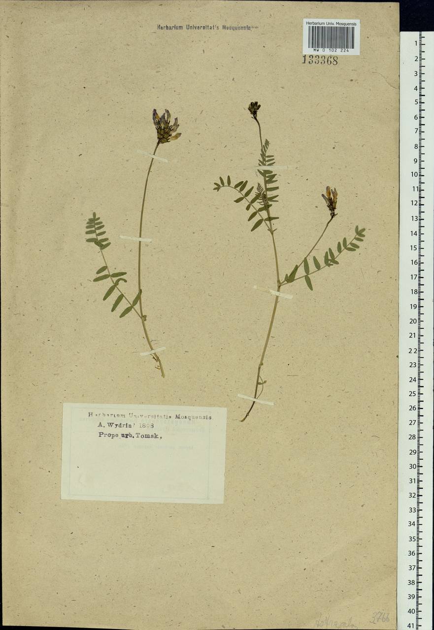 Astragalus danicus Retz., Siberia, Western Siberia (S1) (Russia)