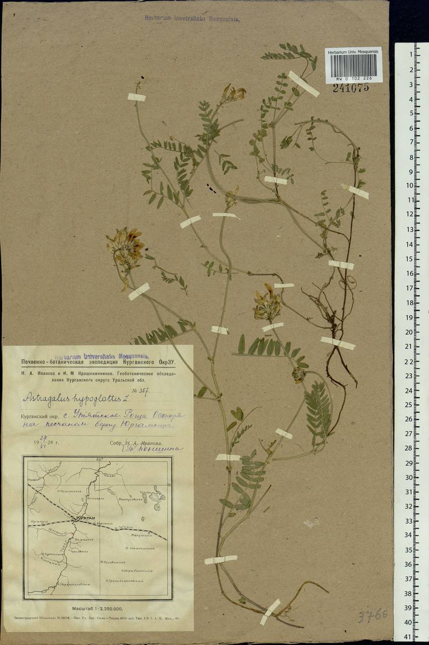 Astragalus danicus Retz., Siberia, Western Siberia (S1) (Russia)