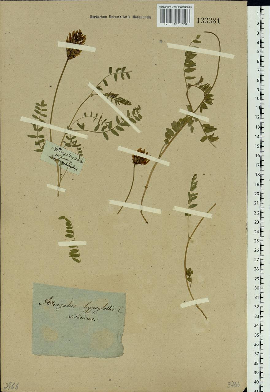 Astragalus danicus Retz., Siberia (no precise locality) (S0) (Russia)
