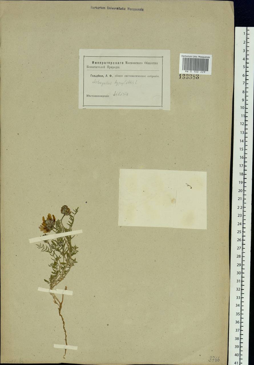 Astragalus danicus Retz., Siberia (no precise locality) (S0) (Russia)