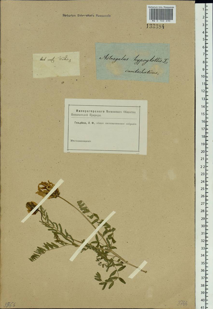 Astragalus danicus Retz., Siberia (no precise locality) (S0) (Russia)