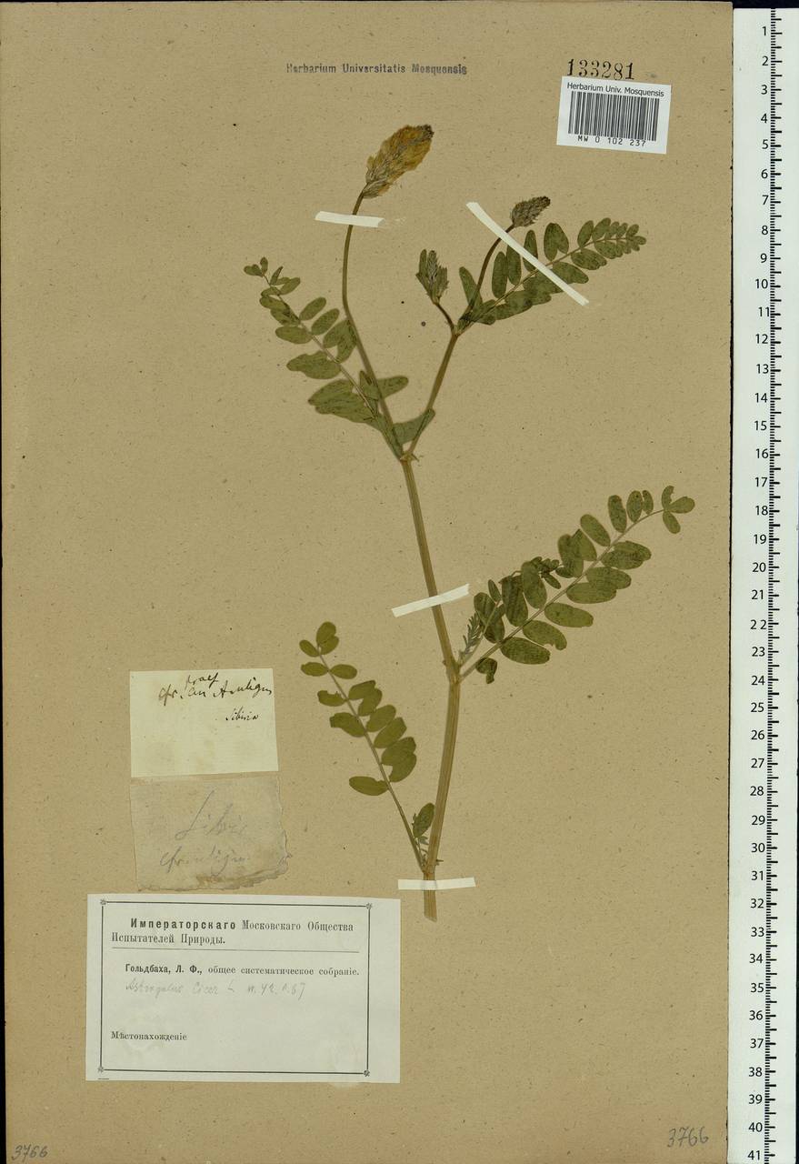 Astragalus cicer L., Siberia (no precise locality) (S0) (Russia)