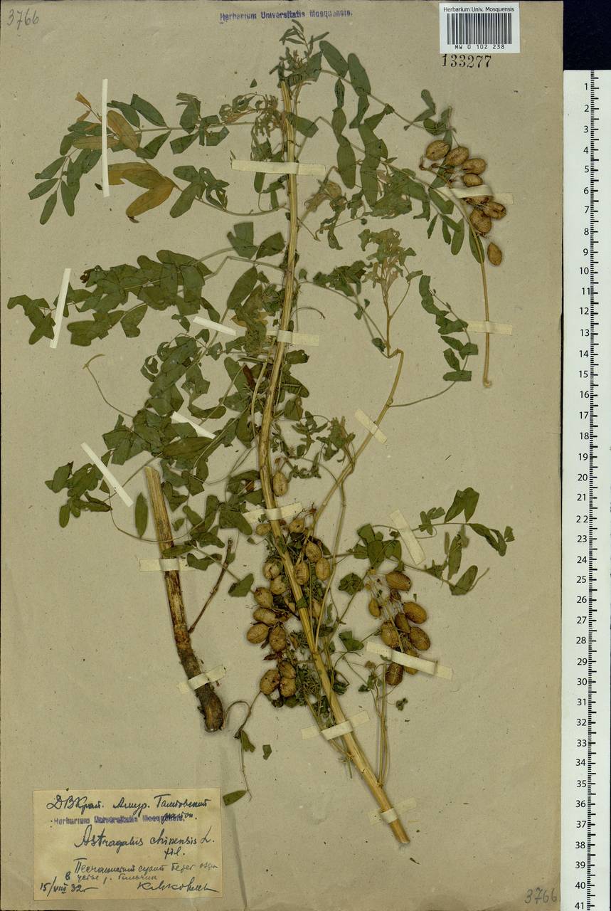 Astragalus chinensis L. fil., Siberia, Russian Far East (S6) (Russia)