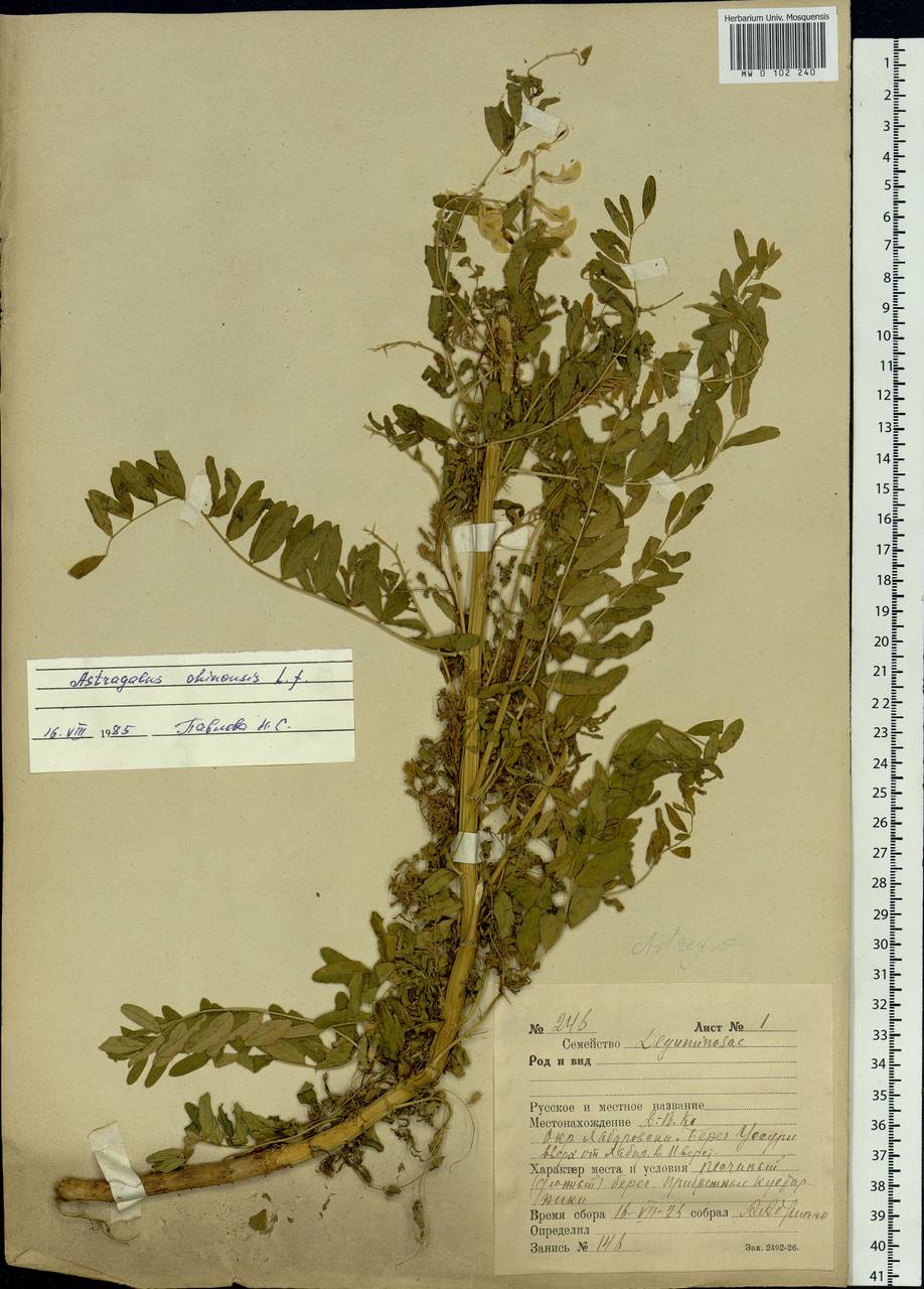 Astragalus chinensis L.f., Siberia, Russian Far East (S6) (Russia)