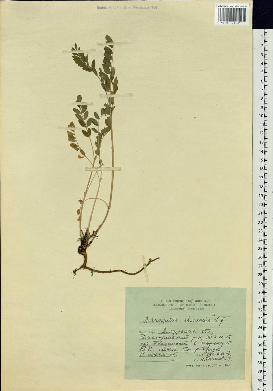 Astragalus chinensis L.f., Siberia, Russian Far East (S6) (Russia)