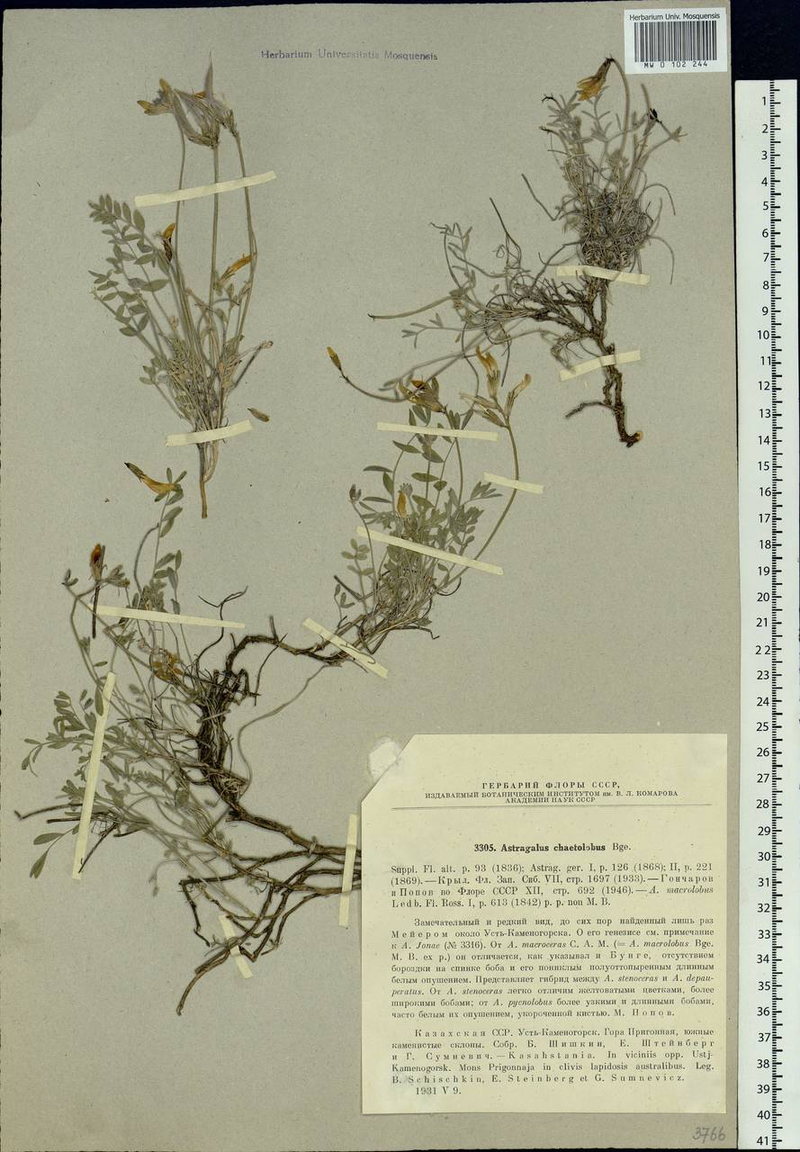 Astragalus chaetolobus Bunge, Siberia, Western (Kazakhstan) Altai Mountains (S2a) (Kazakhstan)