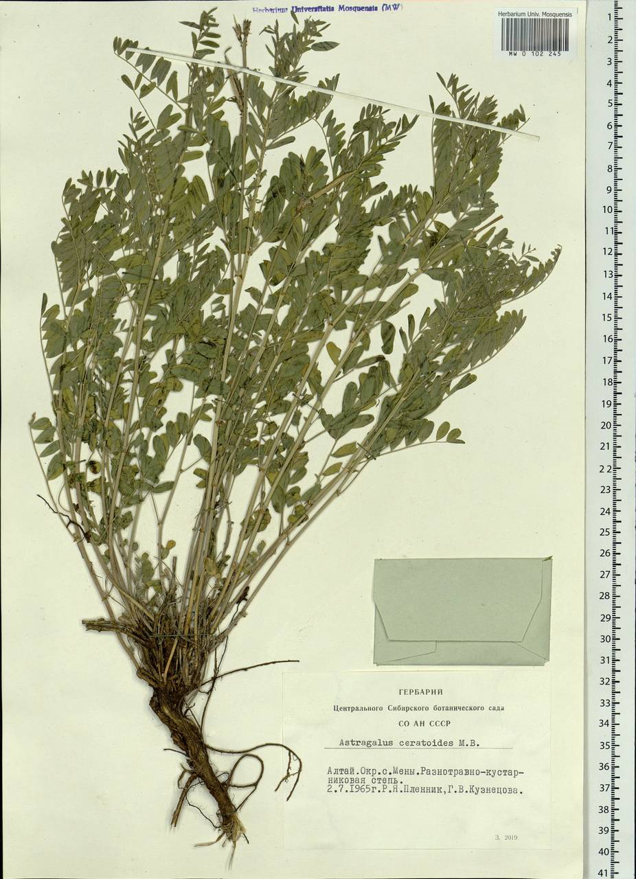 Astragalus ceratoides M.Bieb., Siberia, Altai & Sayany Mountains (S2) (Russia)