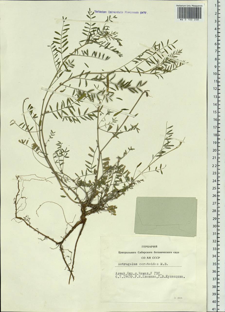 Astragalus ceratoides M. Bieb., Siberia, Altai & Sayany Mountains (S2) (Russia)
