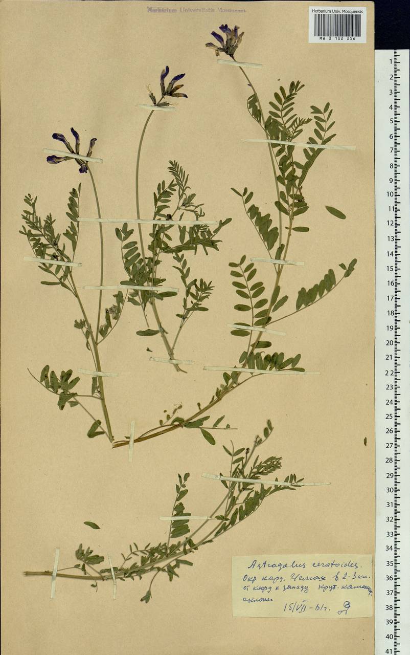 Astragalus ceratoides M. Bieb., Siberia, Altai & Sayany Mountains (S2) (Russia)