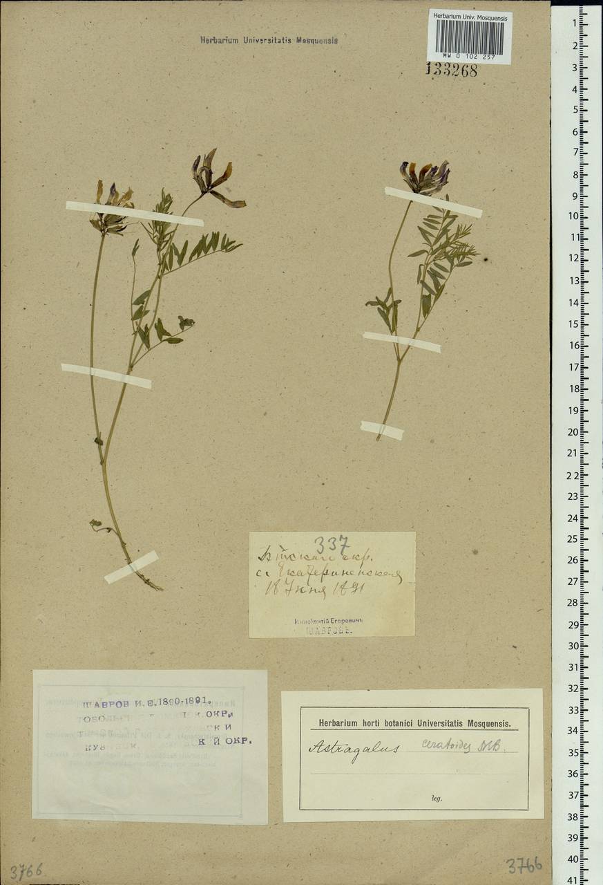 Astragalus ceratoides M.Bieb., Siberia, Altai & Sayany Mountains (S2) (Russia)