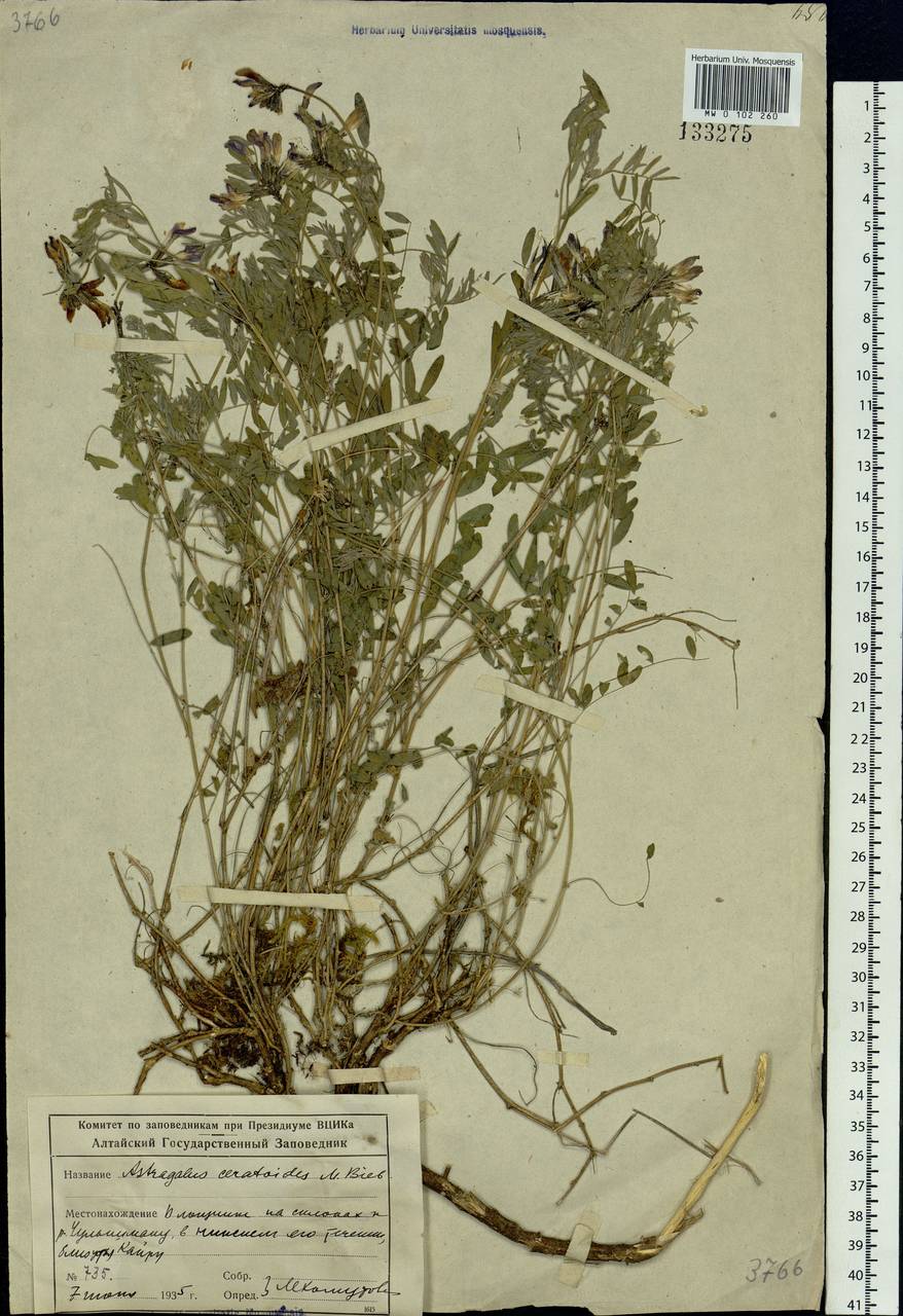 Astragalus ceratoides M. Bieb., Siberia, Altai & Sayany Mountains (S2) (Russia)
