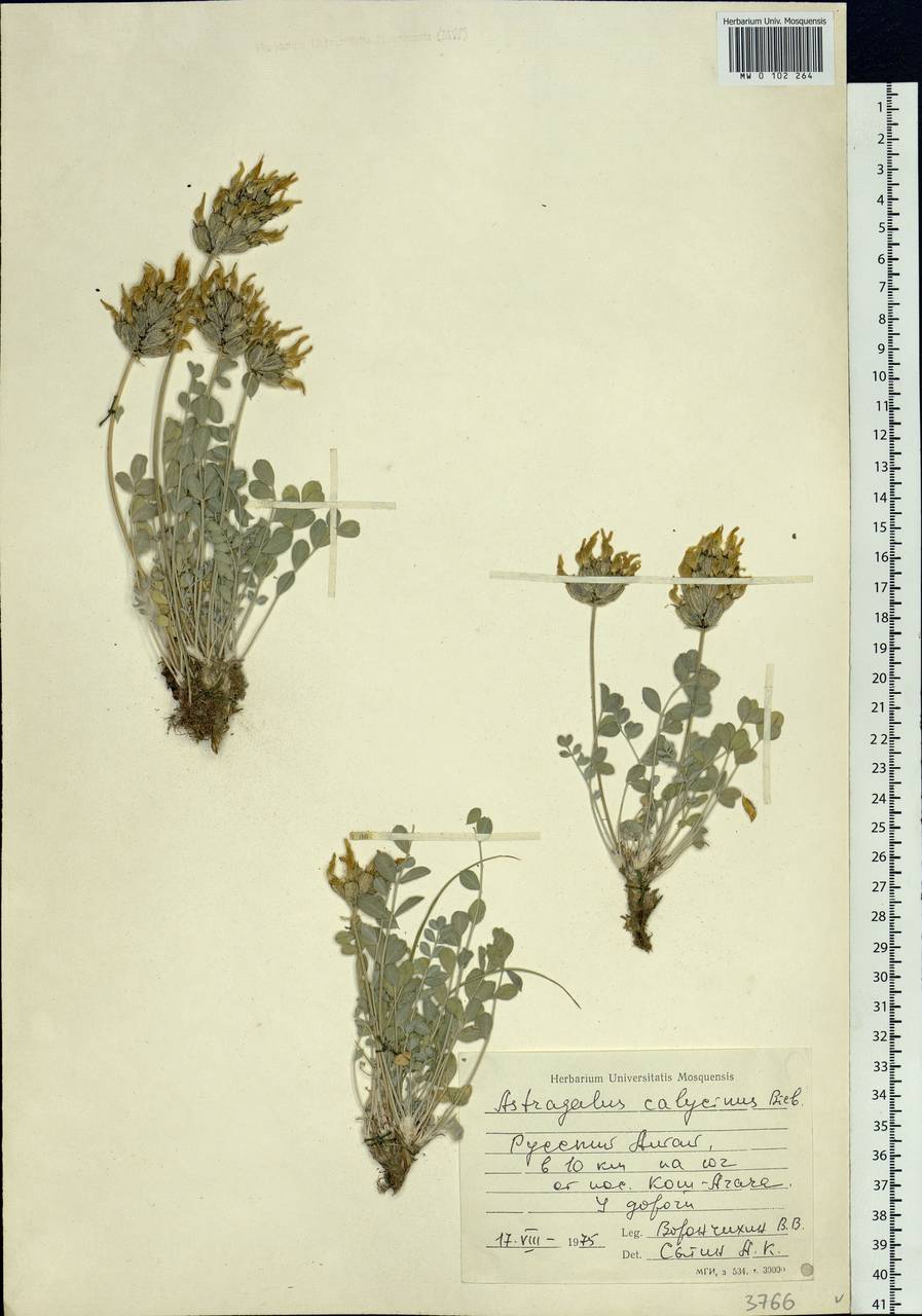 Astragalus calycinus Bieb., Siberia, Altai & Sayany Mountains (S2) (Russia)