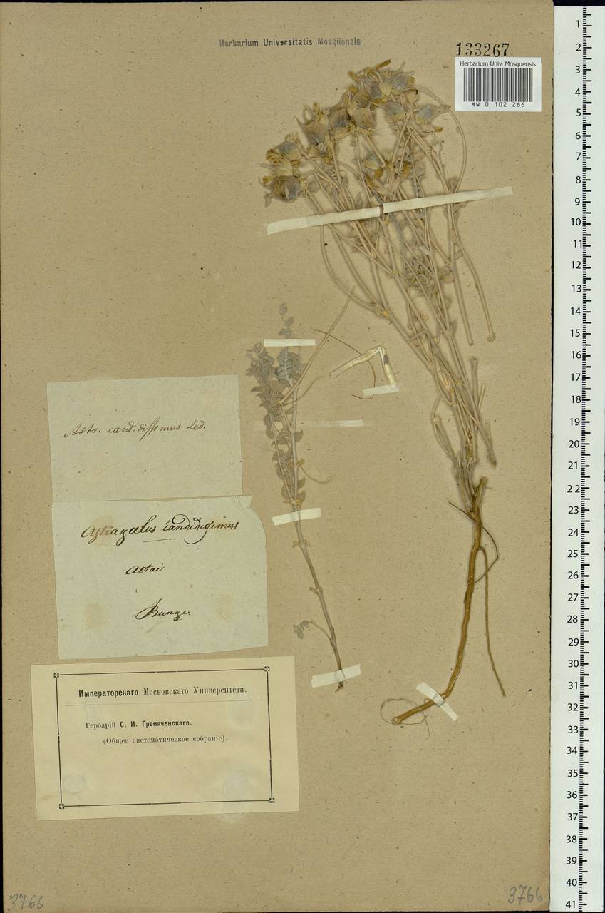 Astragalus candidissimus Ledeb., Siberia, Altai & Sayany Mountains (S2) (Russia)