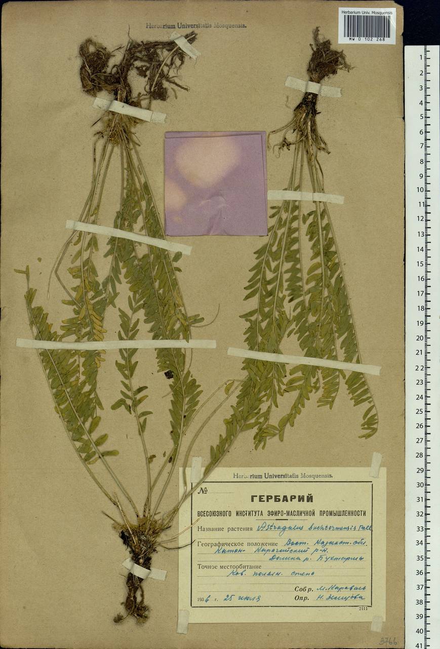 Astragalus buchtormensis Pall., Siberia, Western (Kazakhstan) Altai Mountains (S2a) (Kazakhstan)