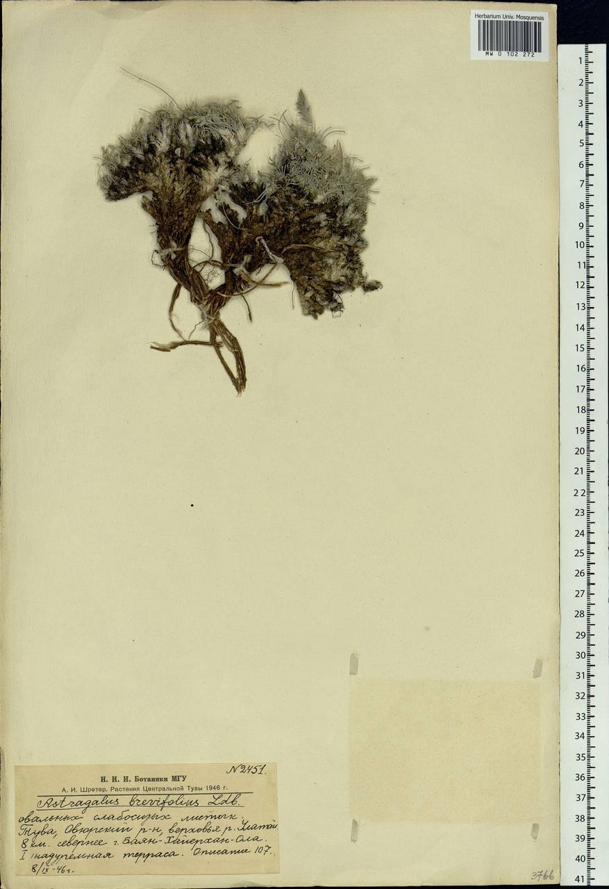 Astragalus brevifolius Ledeb., Siberia, Altai & Sayany Mountains (S2) (Russia)