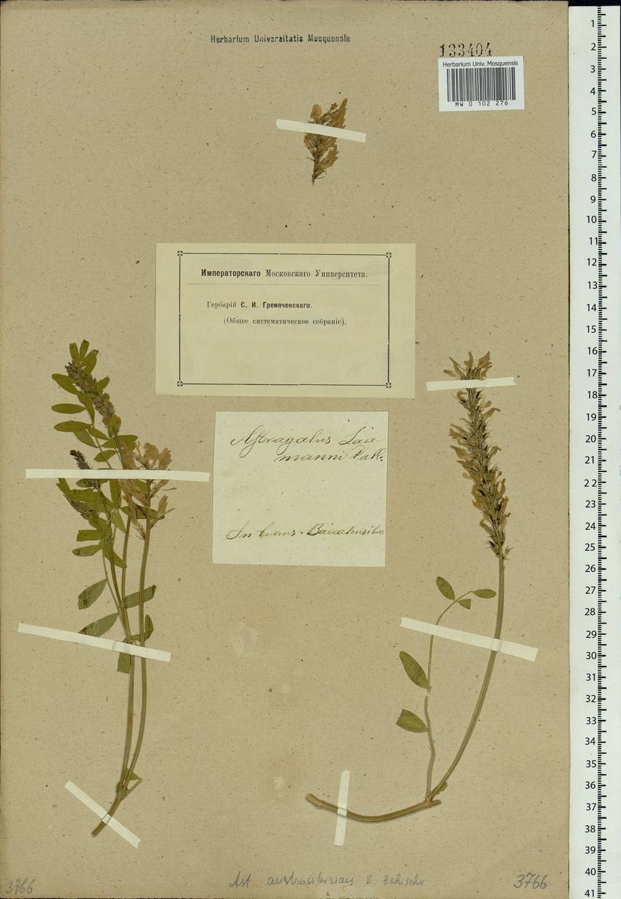 Astragalus laxmannii subsp. laxmannii, Siberia, Baikal & Transbaikal region (S4) (Russia)