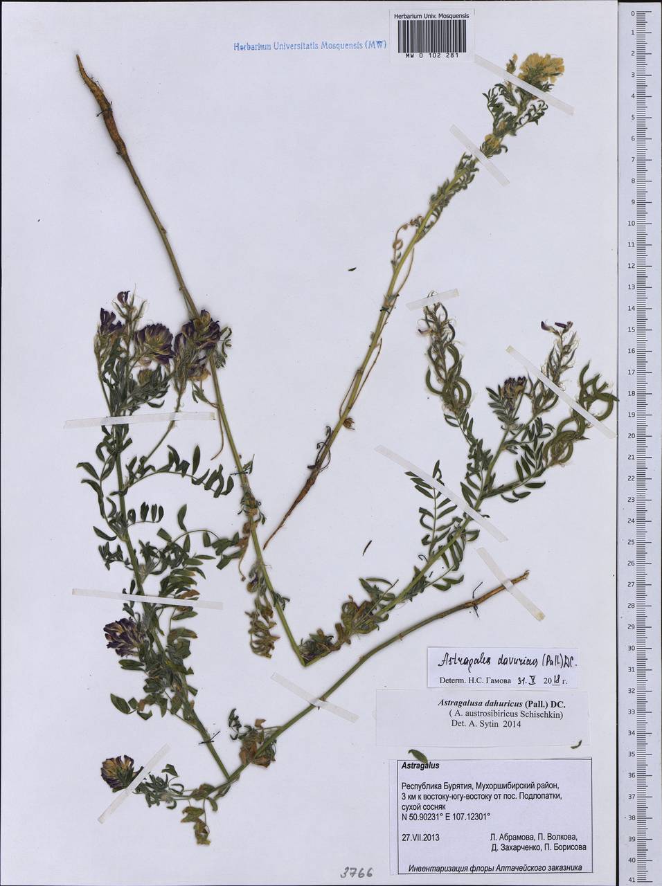 Astragalus davuricus (Pall.) DC., Siberia, Baikal & Transbaikal region (S4) (Russia)