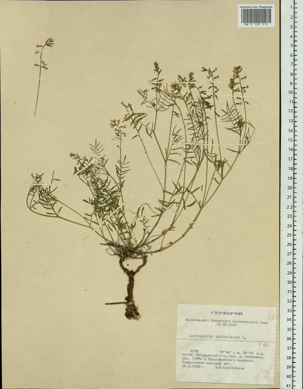 Astragalus austriacus Jacq., Siberia, Altai & Sayany Mountains (S2) (Russia)
