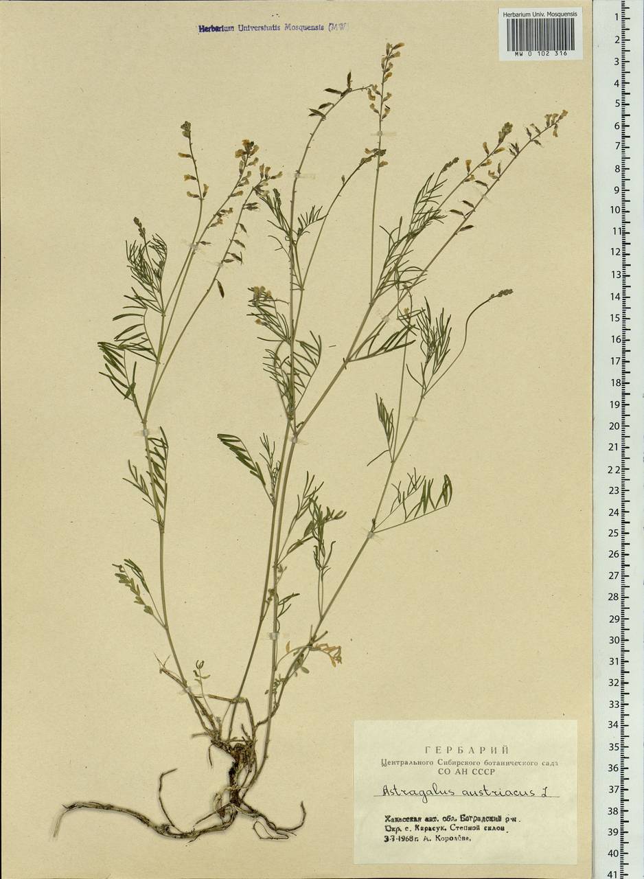 Astragalus austriacus Jacq., Siberia, Altai & Sayany Mountains (S2) (Russia)