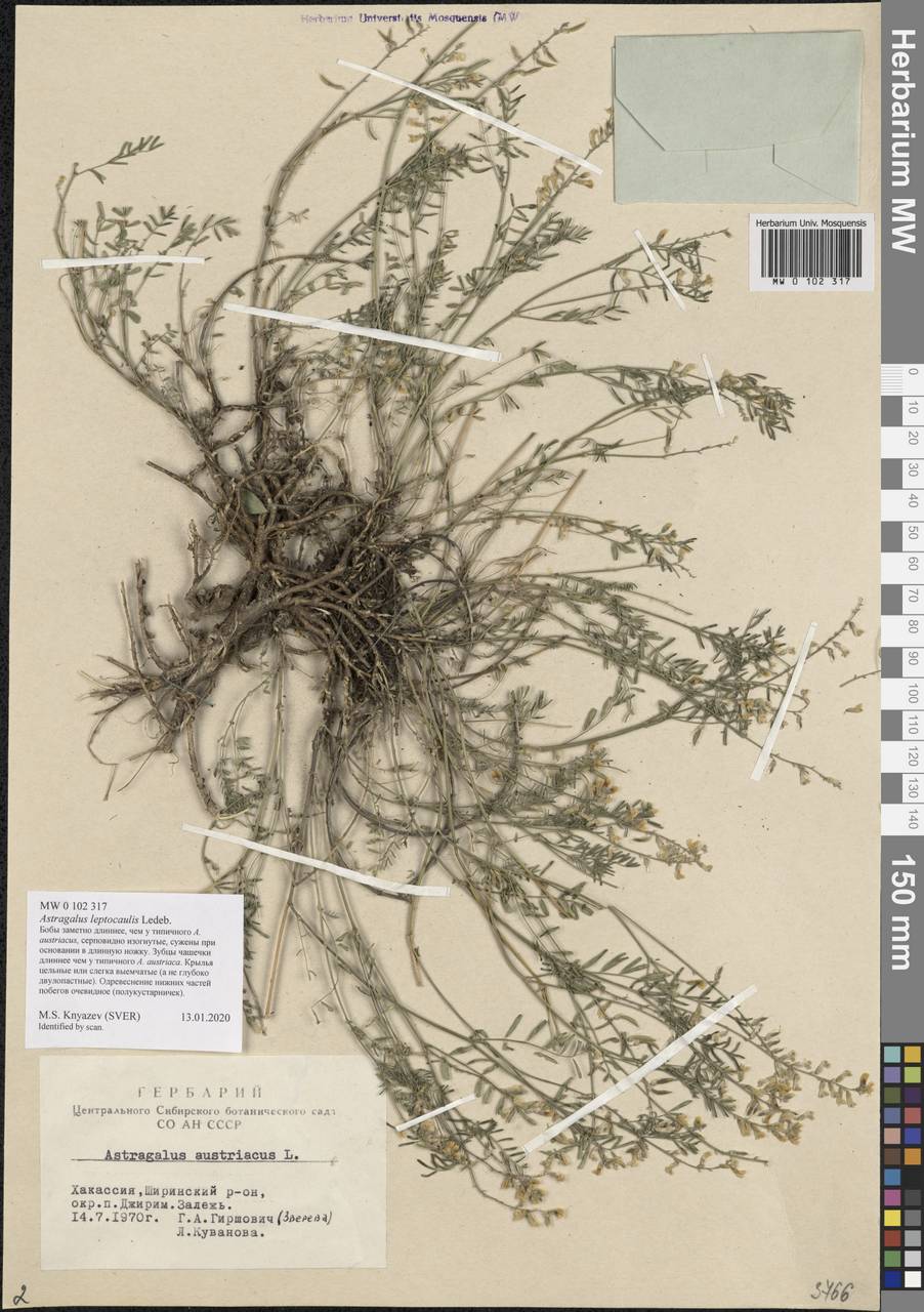 Astragalus leptocaulis Ledeb., Siberia, Altai & Sayany Mountains (S2) (Russia)