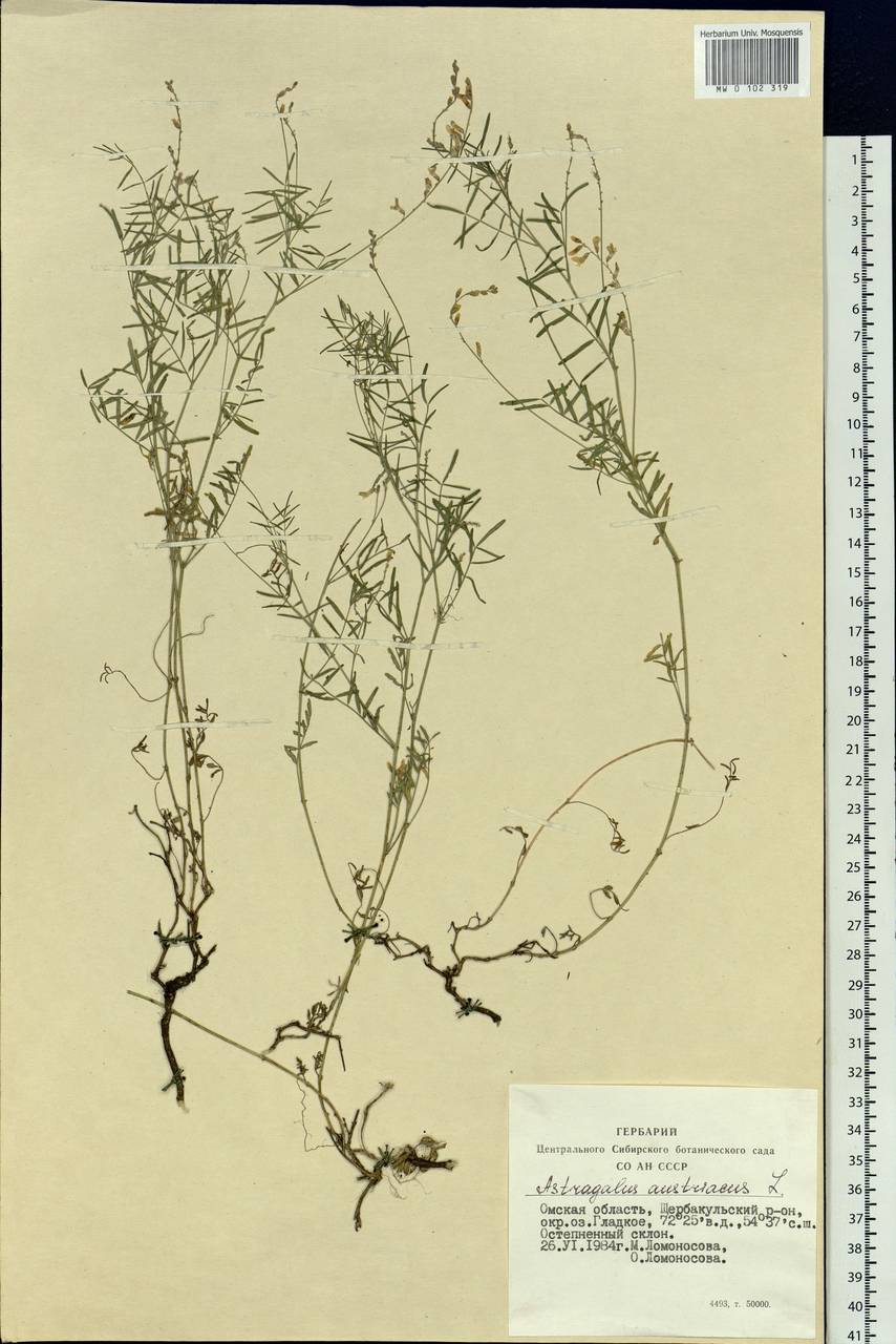 Astragalus austriacus Jacq., Siberia, Western Siberia (S1) (Russia)