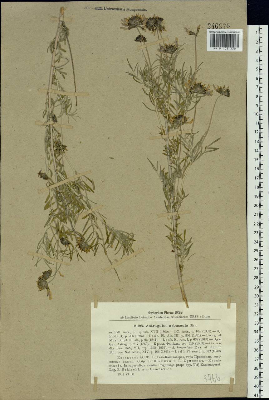 Astragalus arbuscula Pall., Siberia, Western (Kazakhstan) Altai Mountains (S2a) (Kazakhstan)