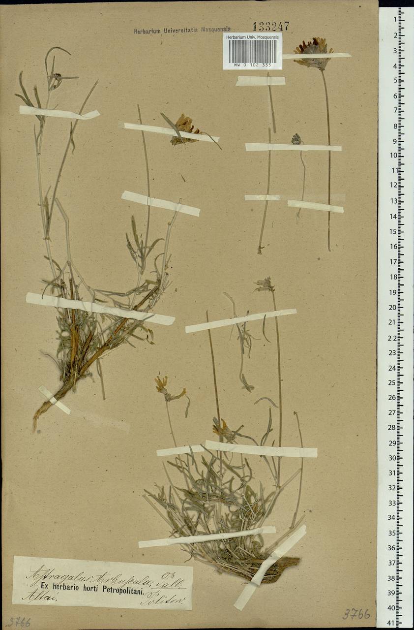 Astragalus arbuscula Pall., Siberia, Altai & Sayany Mountains (S2) (Russia)