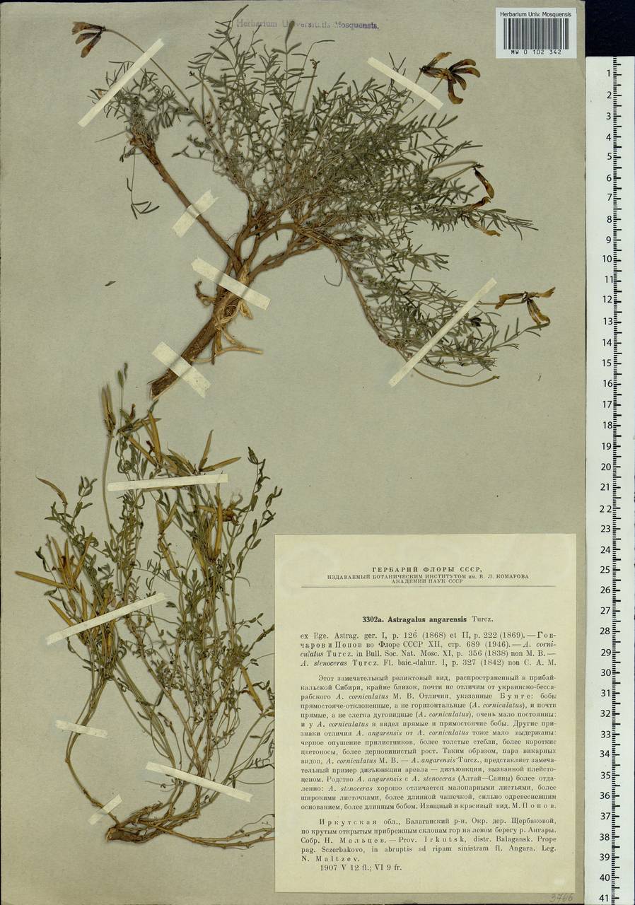 Astragalus angarensis Turcz. ex Bunge, Siberia, Baikal & Transbaikal region (S4) (Russia)