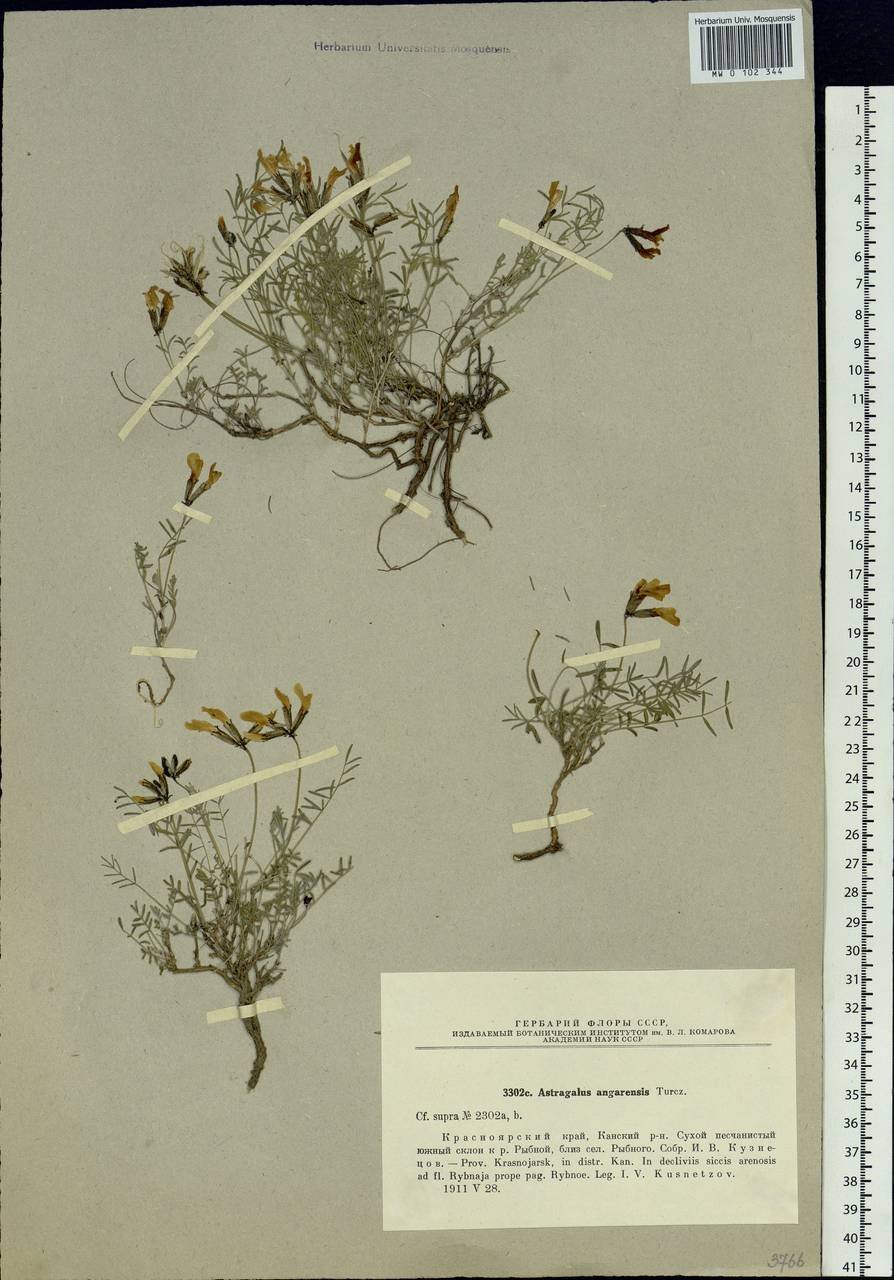 Astragalus angarensis Turcz. ex Bunge, Siberia, Central Siberia (S3) (Russia)