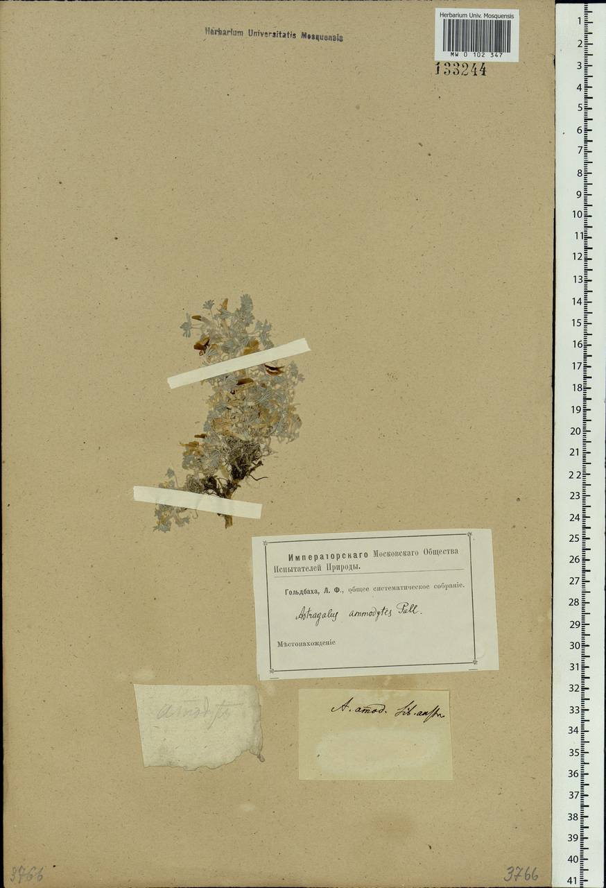 Astragalus ammodytes Pall., Siberia (no precise locality) (S0) (Russia)