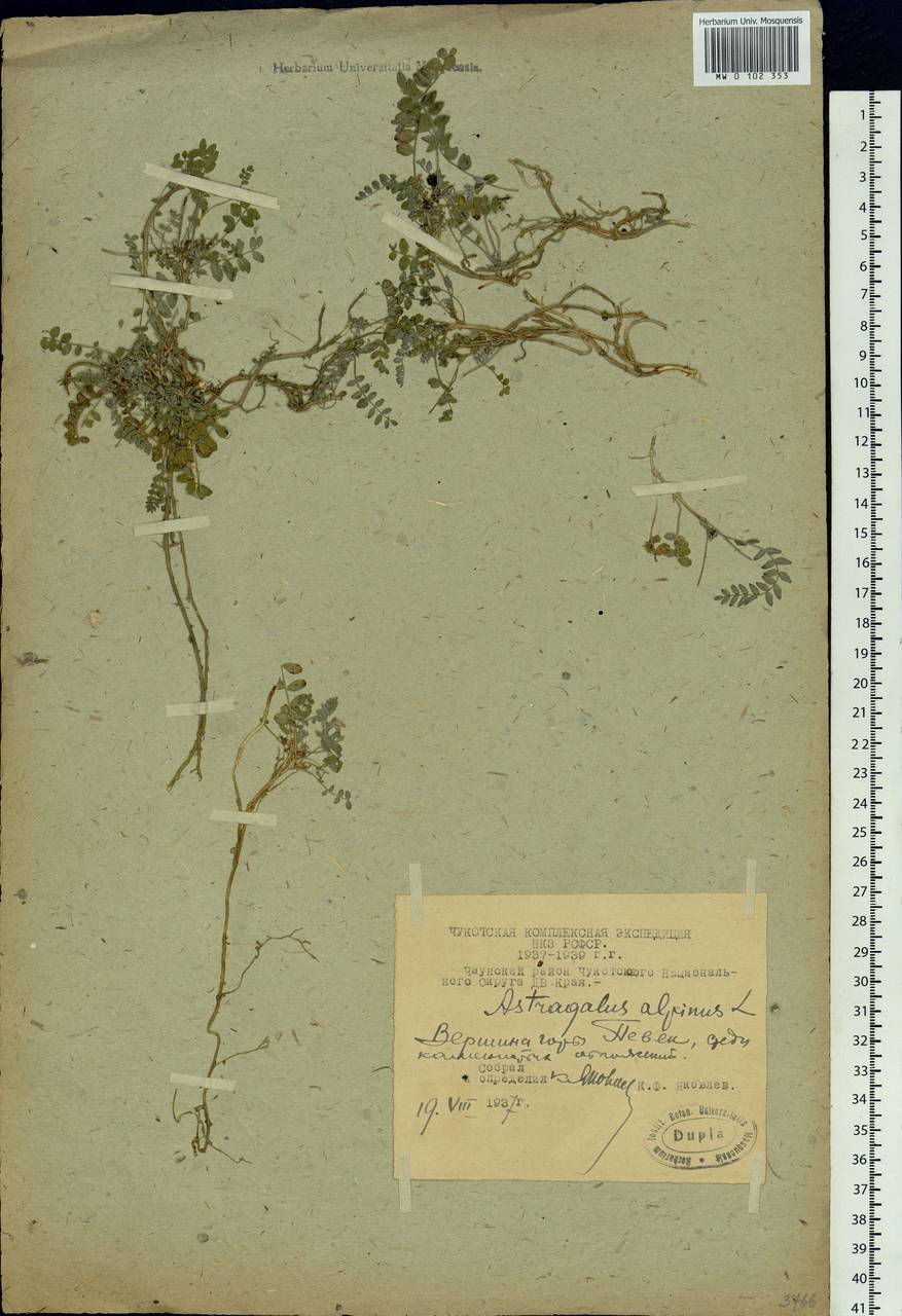 Astragalus alpinus, Siberia, Chukotka & Kamchatka (S7) (Russia)