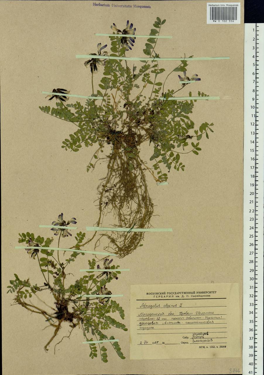 Astragalus alpinus L., Siberia, Chukotka & Kamchatka (S7) (Russia)