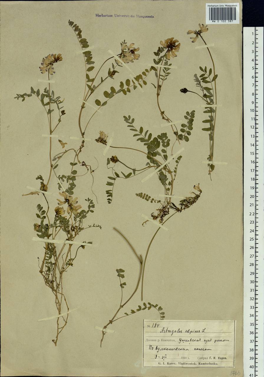 Astragalus alpinus L., Siberia, Chukotka & Kamchatka (S7) (Russia)