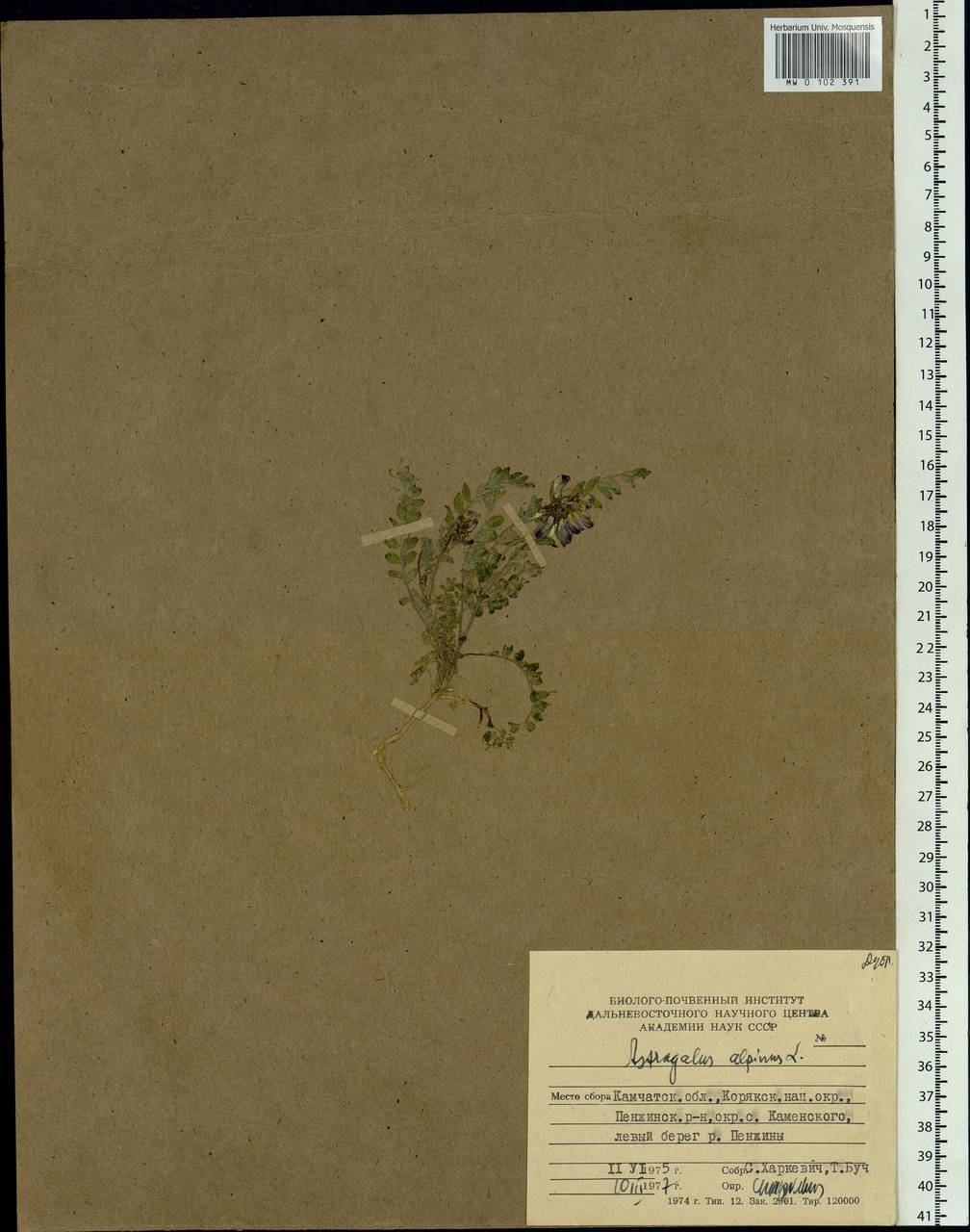 Astragalus alpinus L., Siberia, Chukotka & Kamchatka (S7) (Russia)