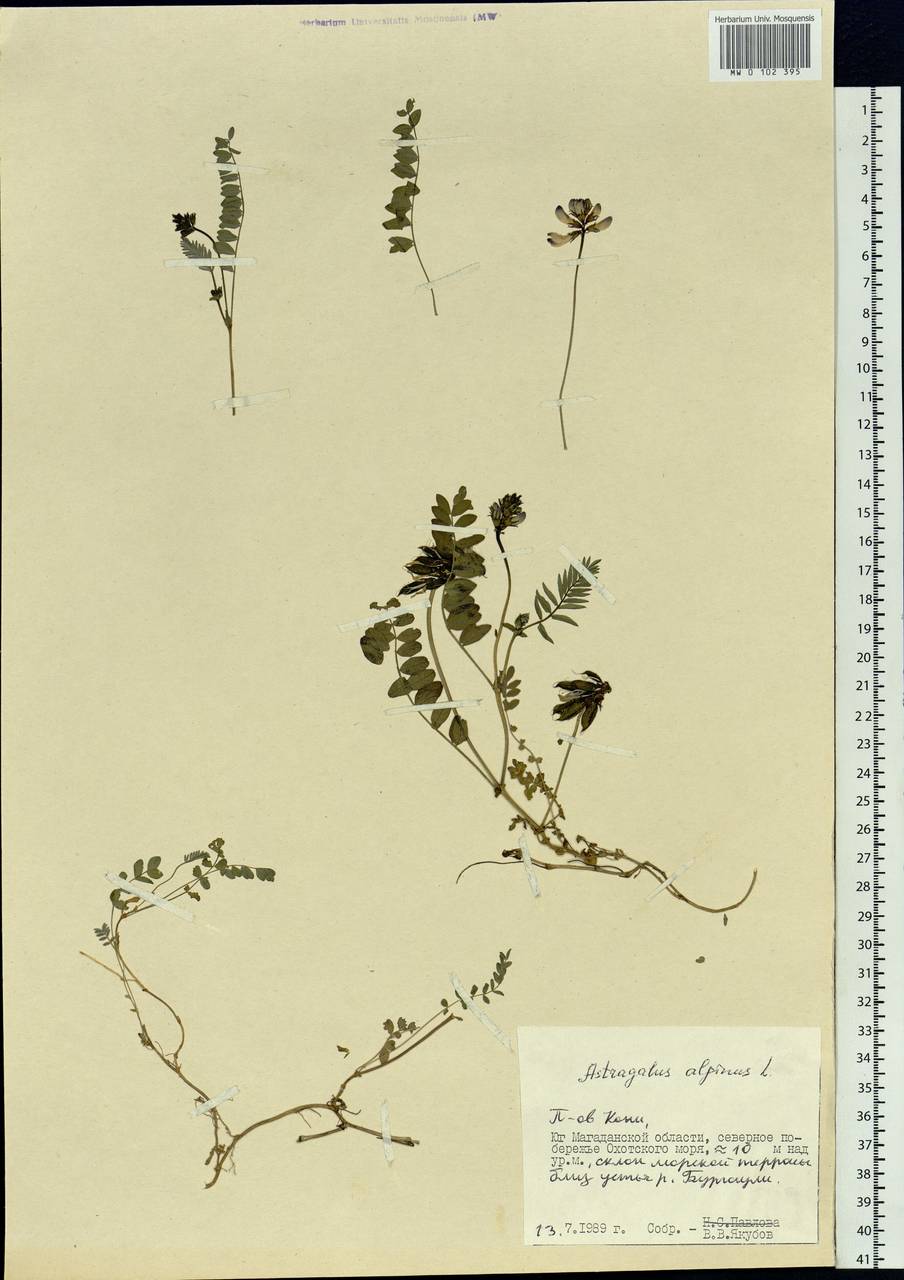 Astragalus alpinus, Siberia, Chukotka & Kamchatka (S7) (Russia)