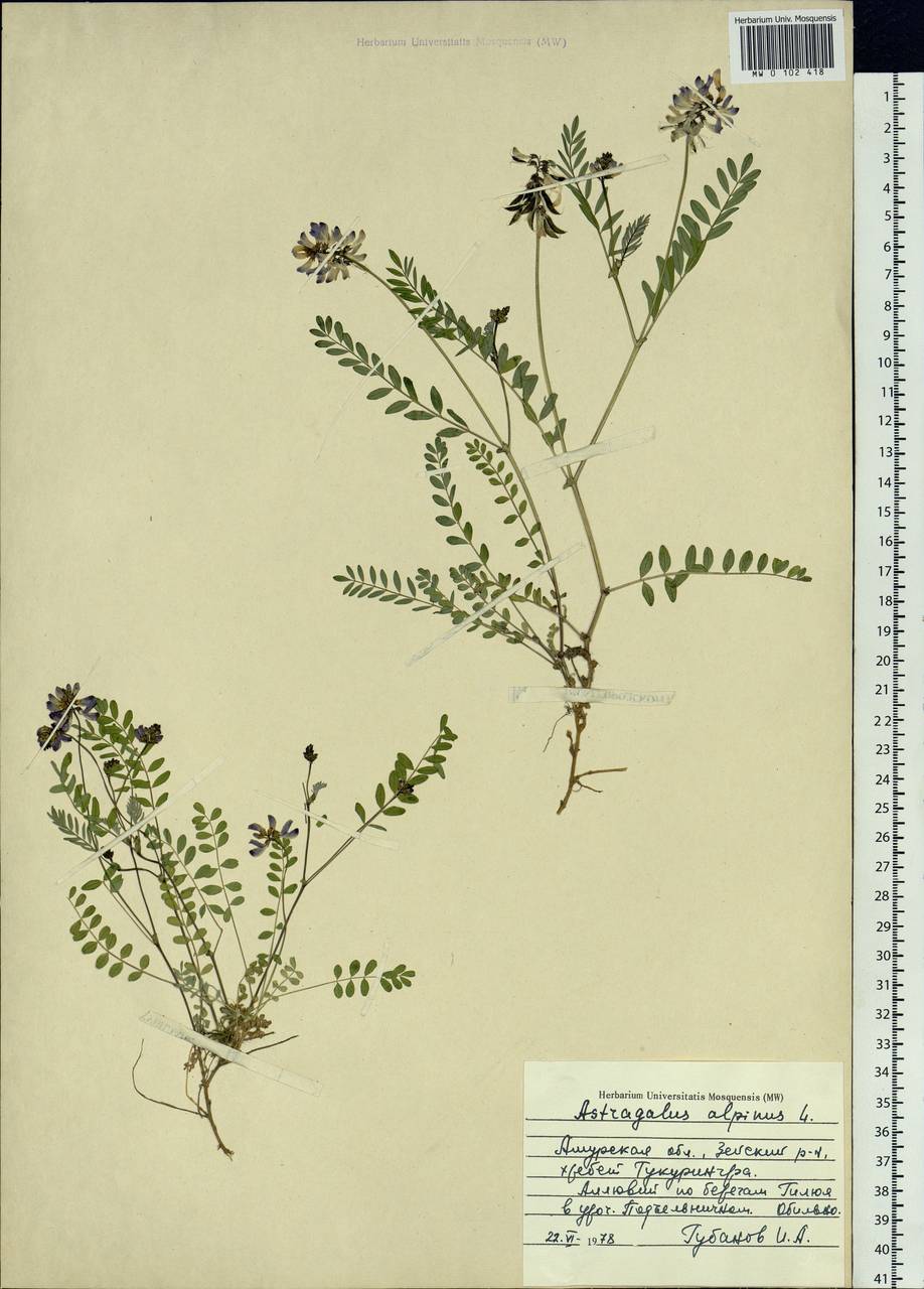 Astragalus alpinus, Siberia, Russian Far East (S6) (Russia)