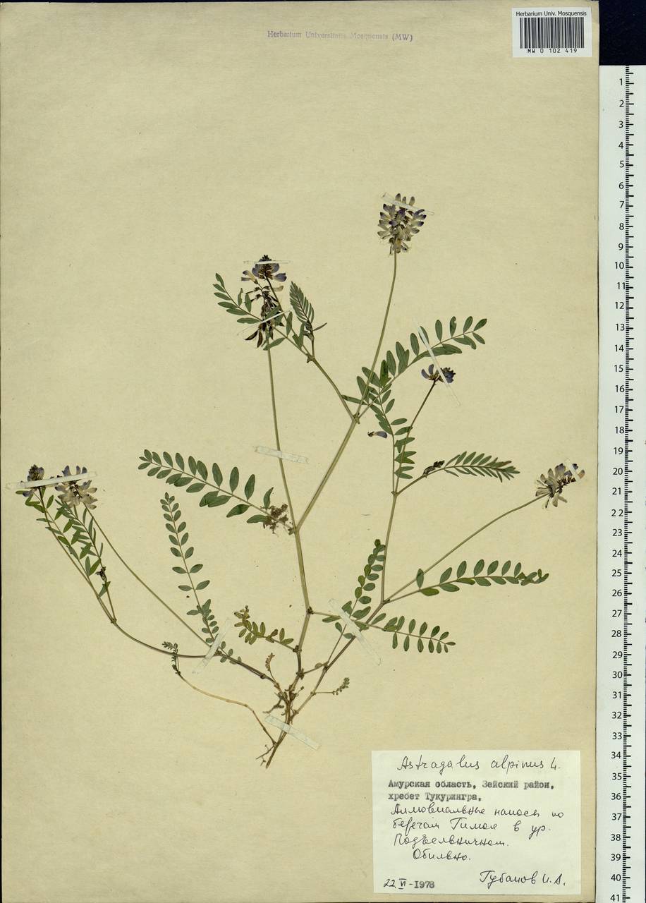 Astragalus alpinus L., Siberia, Russian Far East (S6) (Russia)