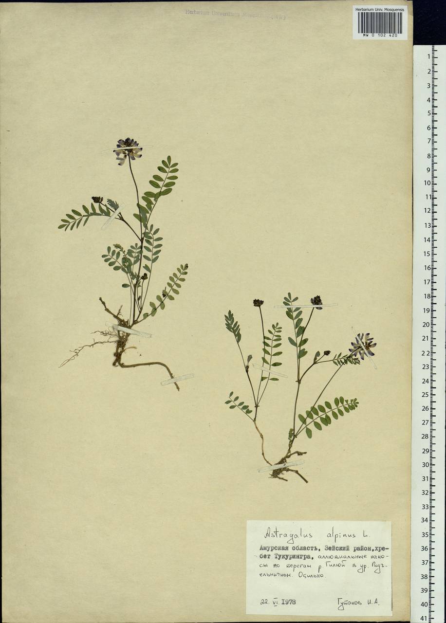 Astragalus alpinus L., Siberia, Russian Far East (S6) (Russia)