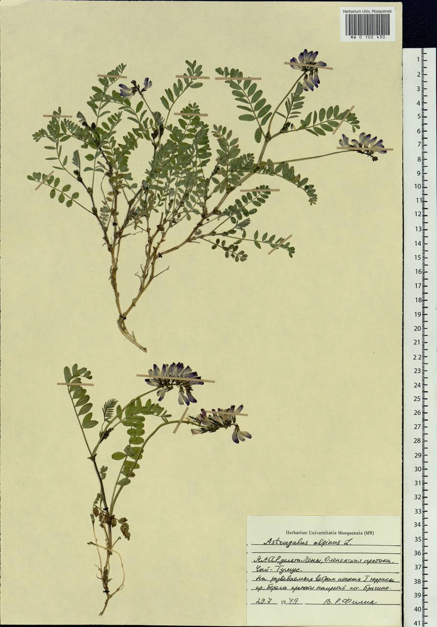 Astragalus alpinus, Siberia, Yakutia (S5) (Russia)