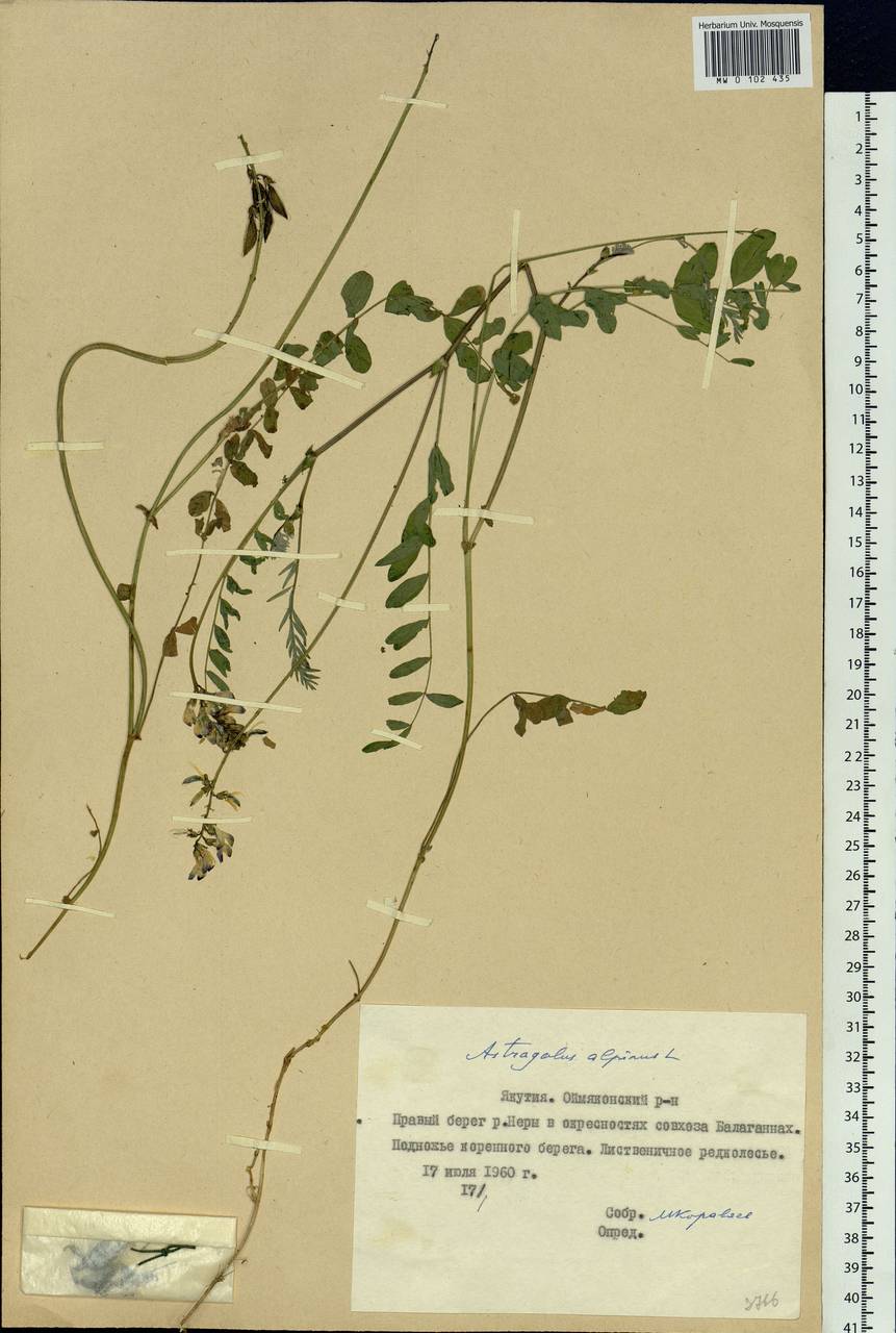 Astragalus alpinus L., Siberia, Yakutia (S5) (Russia)