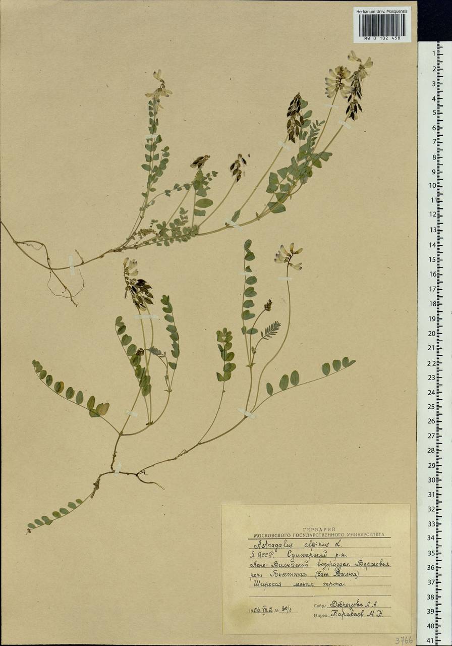 Astragalus alpinus L., Siberia, Yakutia (S5) (Russia)