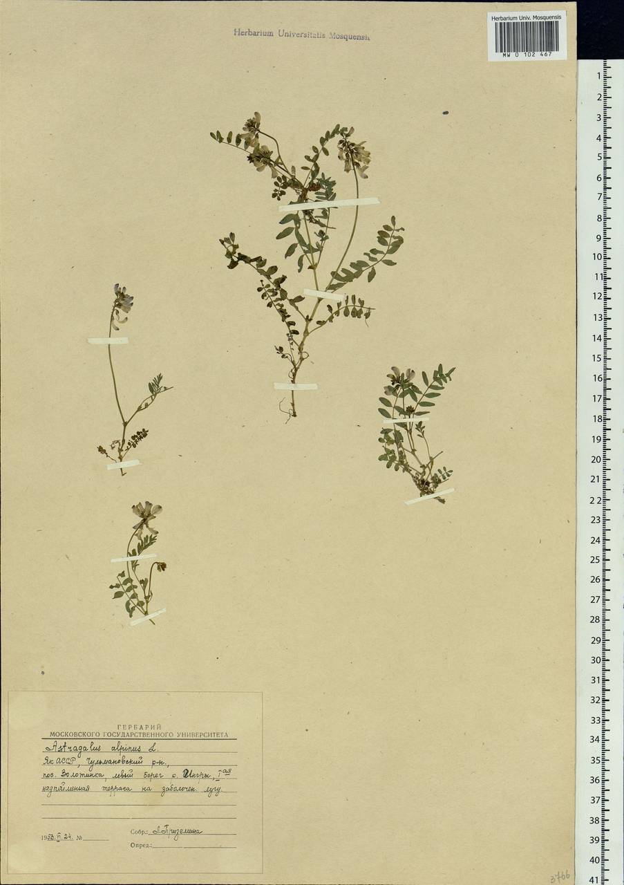 Astragalus alpinus, Siberia, Yakutia (S5) (Russia)