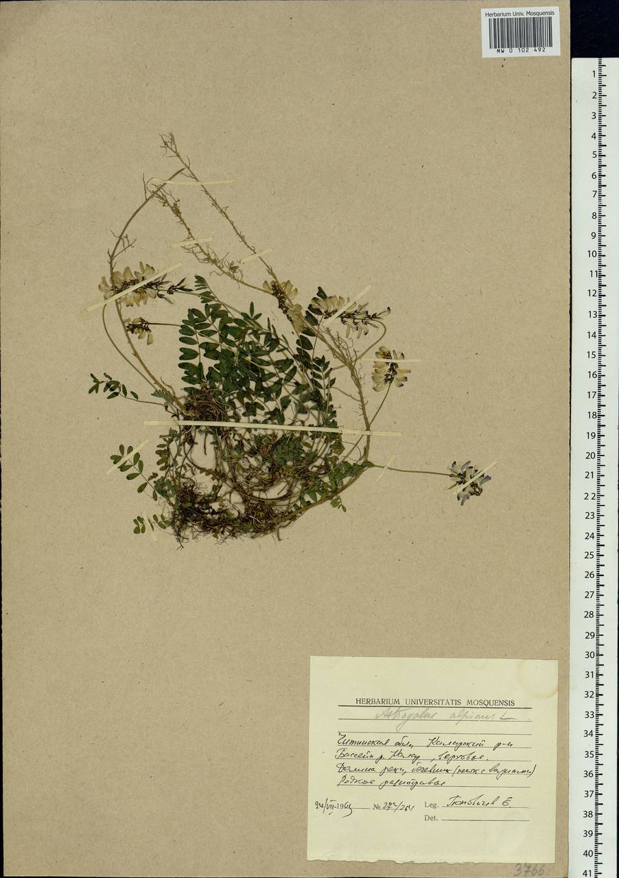 Astragalus alpinus, Siberia, Baikal & Transbaikal region (S4) (Russia)