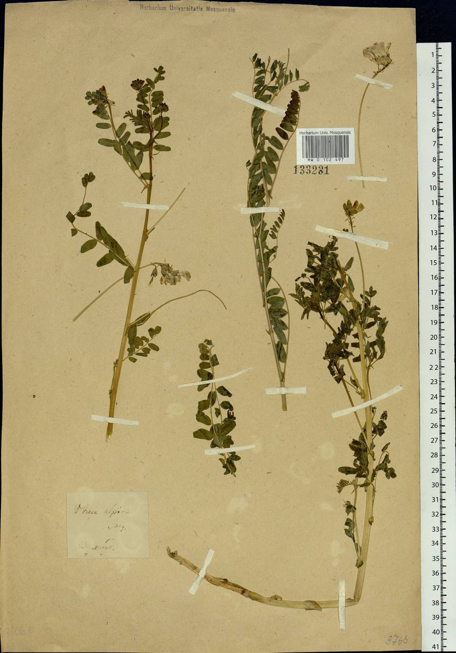 Astragalus alpinus L., Siberia, Baikal & Transbaikal region (S4) (Russia)