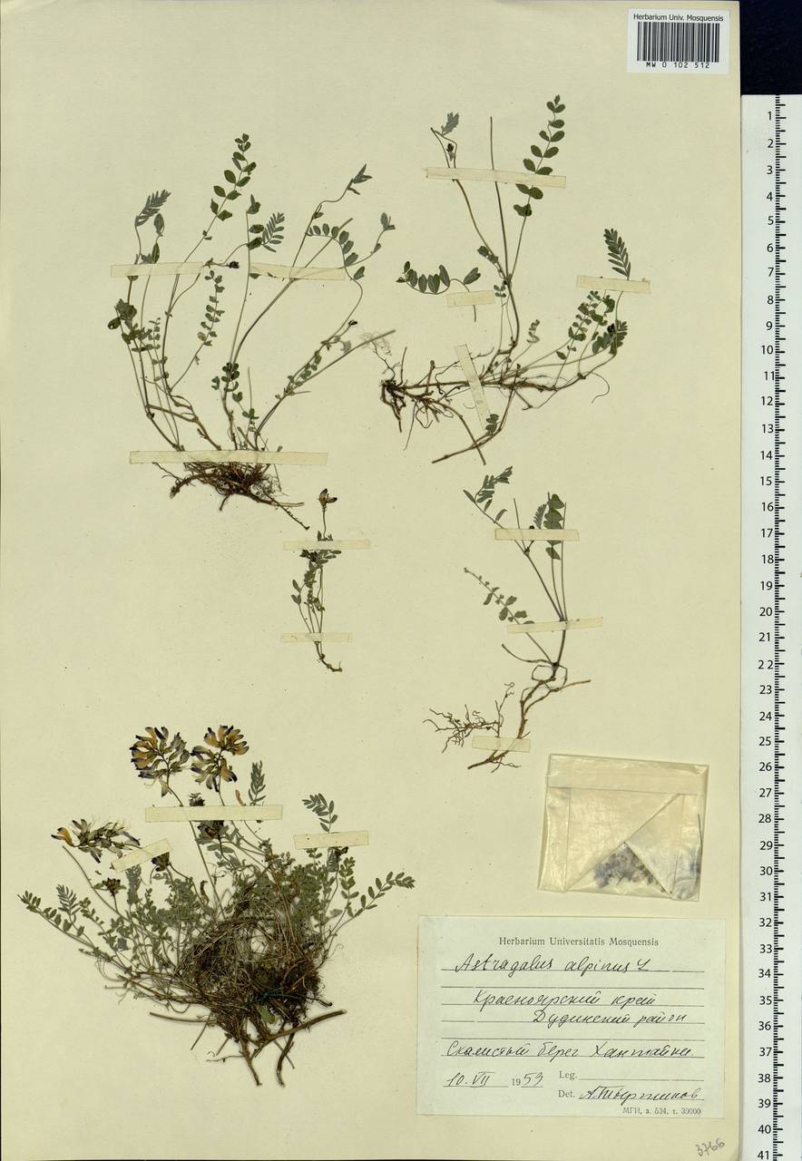 Astragalus alpinus, Siberia, Central Siberia (S3) (Russia)